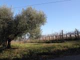 Particella, CIVITANOVA MARCHE, 29.000 €, 6982,00 mq