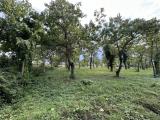 Particella, TORREGLIA, 380.000 €
