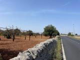 Particella, POLIGNANO A MARE, 33.000 €, 7284,00 mq