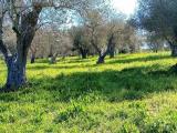 Particella, SORSO, 12.000 €, 6600,00 mq