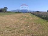Particella, CELLOLE, 85.000 €, 7020,00 mq