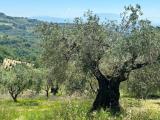 Particella, PERUGIA, 279.000 €
