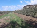 Particella, GIUGLIANO IN CAMPANIA, Casacelle, 765.000 €, 9000,00 mq