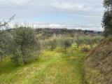 Particella, EMPOLI, 55.000 €, 20000,00 mq