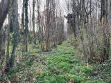Particella, SAN CESAREO, 20.000 €, 3590,00 mq