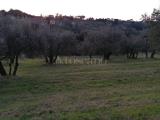 Particella, SIENA, 40.000 €, 15000,00 mq